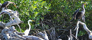 Tour coloradas y  Rio Lagartos desde Cancun