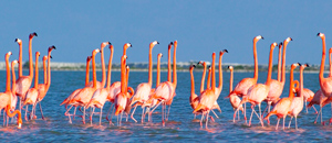 tour a las coloradas barato